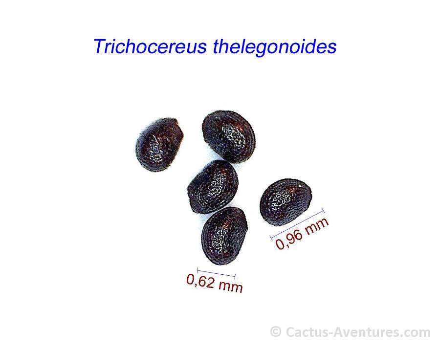 Trichocereus thelegonoides